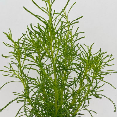 Olivenkraut, Kölle Bio, 12cm Topf, frisch aus unserer Bio-Gärtnerei Olivenkraut, Kölle Bio, 12cm Topf, frisch aus unserer Bio-Gärtnerei