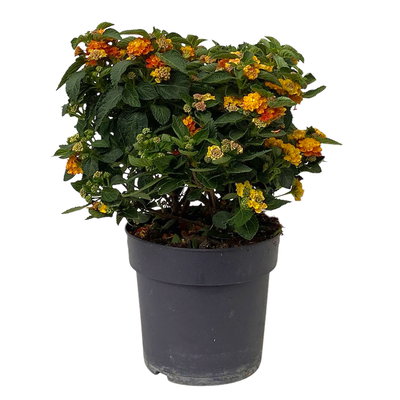 Wandelröschen, orange, Topf-Ø 17 cm, 2 Pflanzen