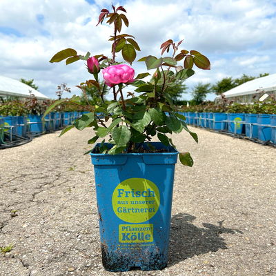 Englische Rose 'Gertrude Jekyll' (Ausbord) David Austin, rosa, Topf 5 Liter