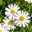 Pflanzenkreation Sommertraum, groß, 12 Pflanzen inkl. Erde und Dünger