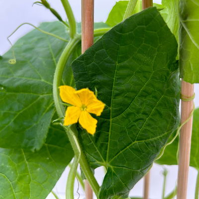 Gurkenpflanzen 'Pick-&-Joy® Snack Cucumber', Topf-Ø 15 cm, 2 Pflanzen