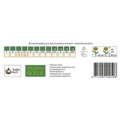 Wildtulpen Praestans Fusilier rot, 10 Blumenzwiebeln