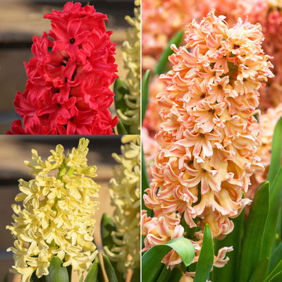 Hyazinthe gelb, orange & rot, vorgetrieben, Topf-Ø 12 cm, 6 Pflanzen