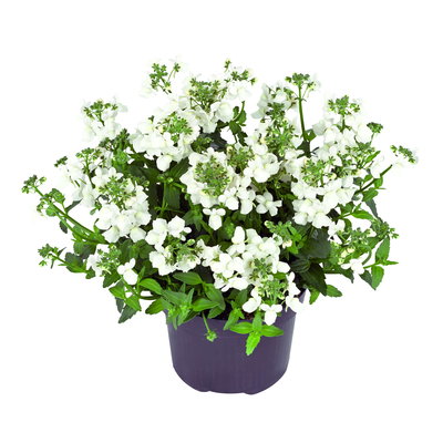 Elfenspiegel, weiß, Topf-Ø 12 cm, 6 Pflanzen