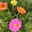 Portulakröschen bunt, aufrecht, Topf-Ø 13 cm, 6 Pflanzen