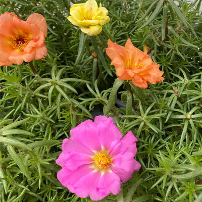 Portulakröschen, bunt, aufrecht, Topf-Ø 13 cm, 6 Pflanzen