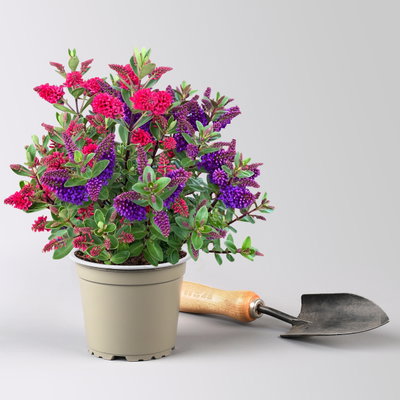Hebe All Blooms® 'Twin' blau und rot, Topf-Ø 12 cm, 3 Pfllanzen Hebe All Blooms® 'Twin' blau und rot, Topf-Ø 12 cm, 3 Pfllanzen