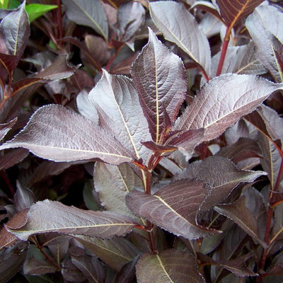 Rotlaubige Weigelie 'Alexandra'(s), Topf 4 Liter, 4 Pflanzen