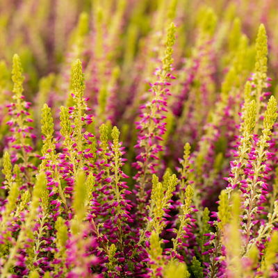 Grabbepflanzung Herbst, gelb-grün, 12 Pflanzen Grabbepflanzung Herbst, gelb-grün, 12 Pflanzen