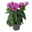 Lisianthus rosa, Topf-Ø 10,5 cm, 8 Pflanzen