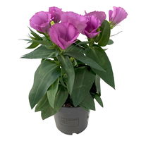 Lisianthus rosa, Topf-Ø 10,5 cm, 8 Pflanzen