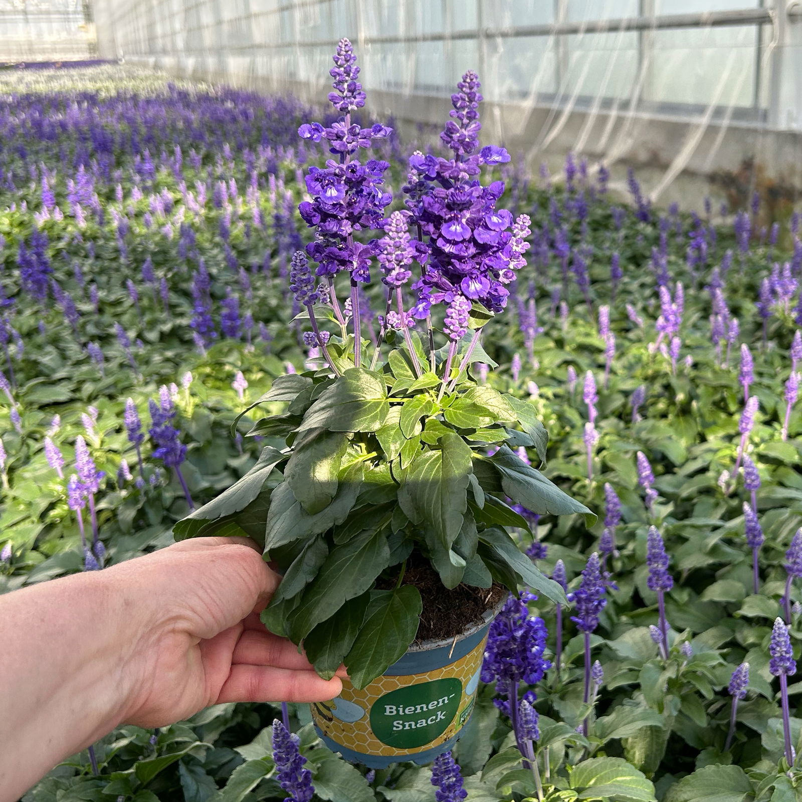 Mehliger Salbei, blau, Topf-Ø 12 cm, 6 Pflanzen