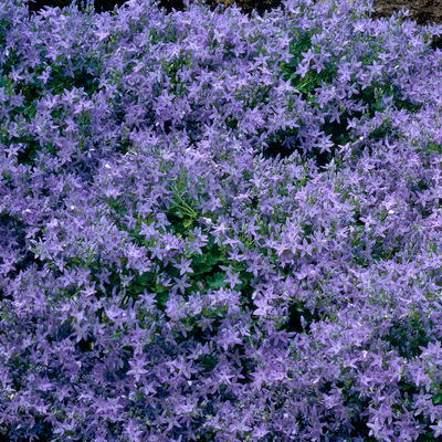 Bio Polster-Glockenblume blau, Topf 11x11 cm, 3 Pflanzen Bio Polster-Glockenblume blau, Topf 11x11 cm, 3 Pflanzen