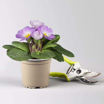 Pflanzenkreation Frühlingsduft, 12 Pflanzen inkl. Erde Pflanzenkreation Frühlingsduft, 12 Pflanzen inkl. Erde