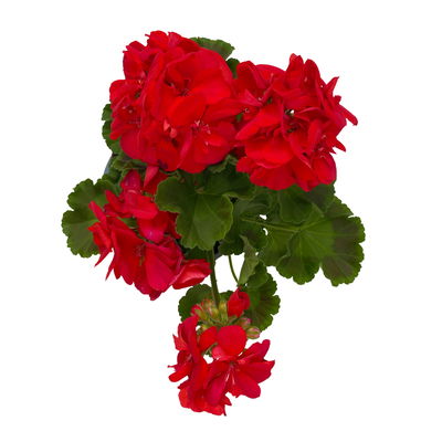 Geranie rot, stehend, Topf-Ø ca. 10,5 cm, 8 Pflanzen