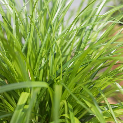 Katzengras ungespritzt, Topf-Ø 12 cm, 6er-Set