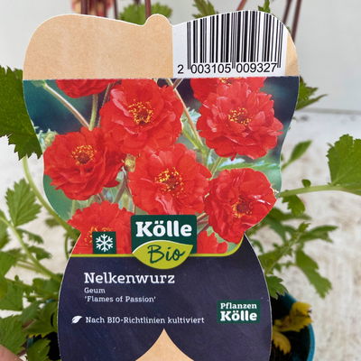 Bio Nelkenwurz 'Flame of Passion', hellrot, Topf-Ø 12 cm, 3 Pflanzen Bio Nelkenwurz 'Flame of Passion', hellrot, Topf-Ø 12 cm, 3 Pflanzen