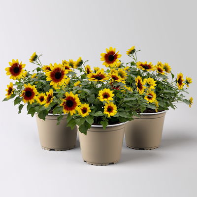 Sonnenblume gelb-bronze, Topf-Ø 14 cm, 3 Pflanzen