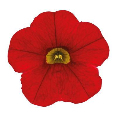 Zauberglöckchen 'Cabaret® Early Bright Red' rot, Topf-Ø 13 cm, 6 Pflanzen Zauberglöckchen 'Cabaret® Early Bright Red' rot, Topf-Ø 13 cm, 6 Pflanzen