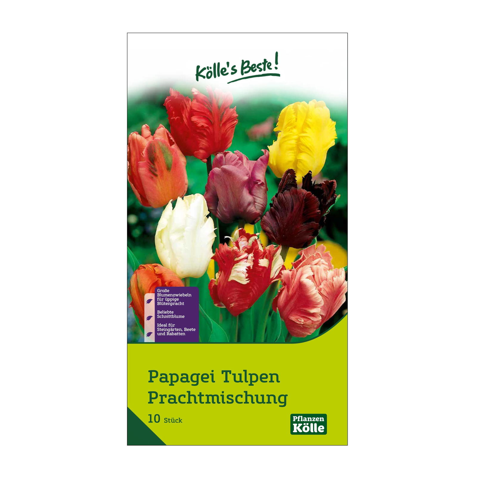 Papagei-Tulpen Prachtmischung, 10 Blumenzwiebeln