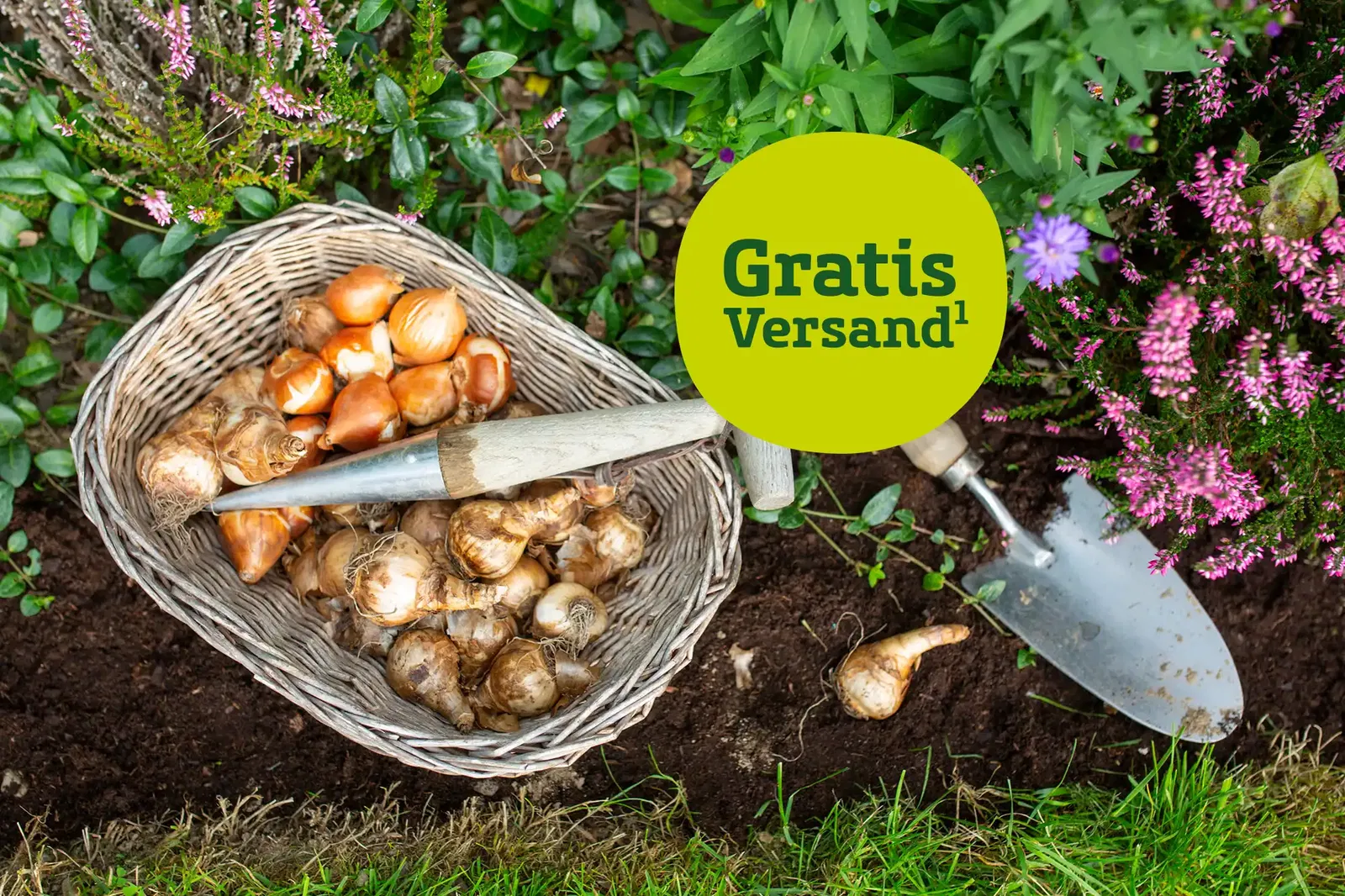 Korb voll mit verschiedenen Blumenzwiebeln von Frühblühern wie Tulpen und Narzissen. Hinweis auf gratis Versand ab 19 €.