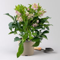 Lenzrose 'ViV® Catharina', rosa gesprenkelt, Topf-Ø 19 cm