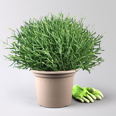 Lavendel 'Hidcote Blue', blauviolett, Topf-Ø 26 cm Lavendel 'Hidcote Blue', blauviolett, Topf-Ø 26 cm