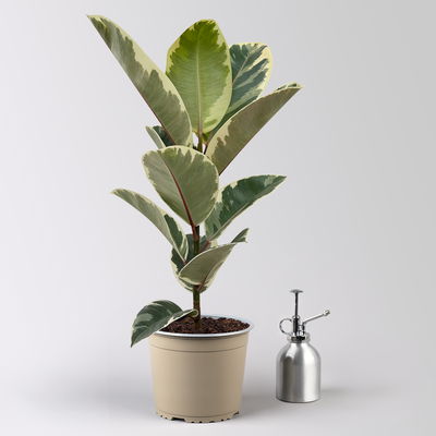 Gummibaum 'Tineke' in Keramiktopf Dallas weiß, Topf-Ø 17 cm, Höhe ca. 55 cm Gummibaum 'Tineke' in Keramiktopf Dallas weiß, Topf-Ø 17 cm, Höhe ca. 55 cm