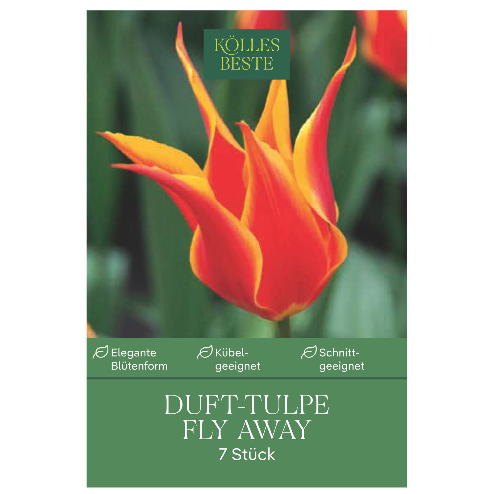 Dufttulpe 'Fly Away'®, 7 Zwiebeln, rot/gelb, Gr. 12+