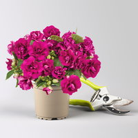 Pflanzenkreation Schatten-Leuchten, groß, 12 Pflanzen inkl. Erde und Dünger