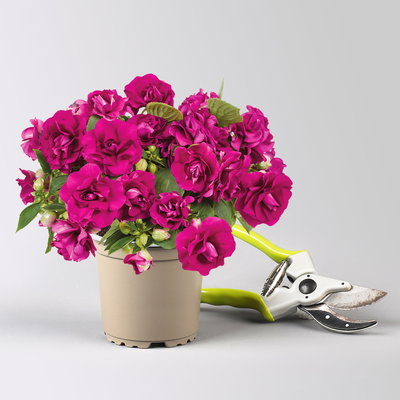 Pflanzenkreation Schatten-Leuchten, groß, 12 Pflanzen inkl. Erde und Dünger