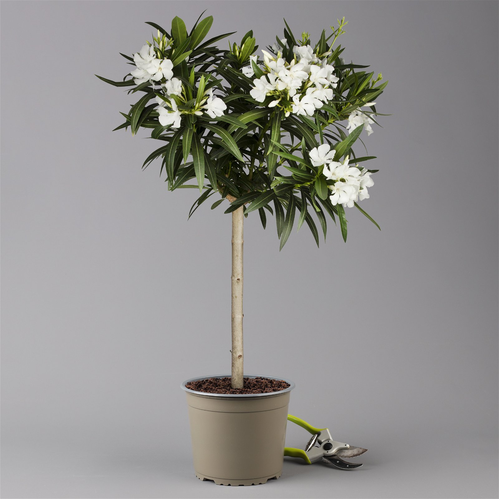 Oleander weiß, Stamm, Topf-Ø 18 cm, Höhe ca. 50