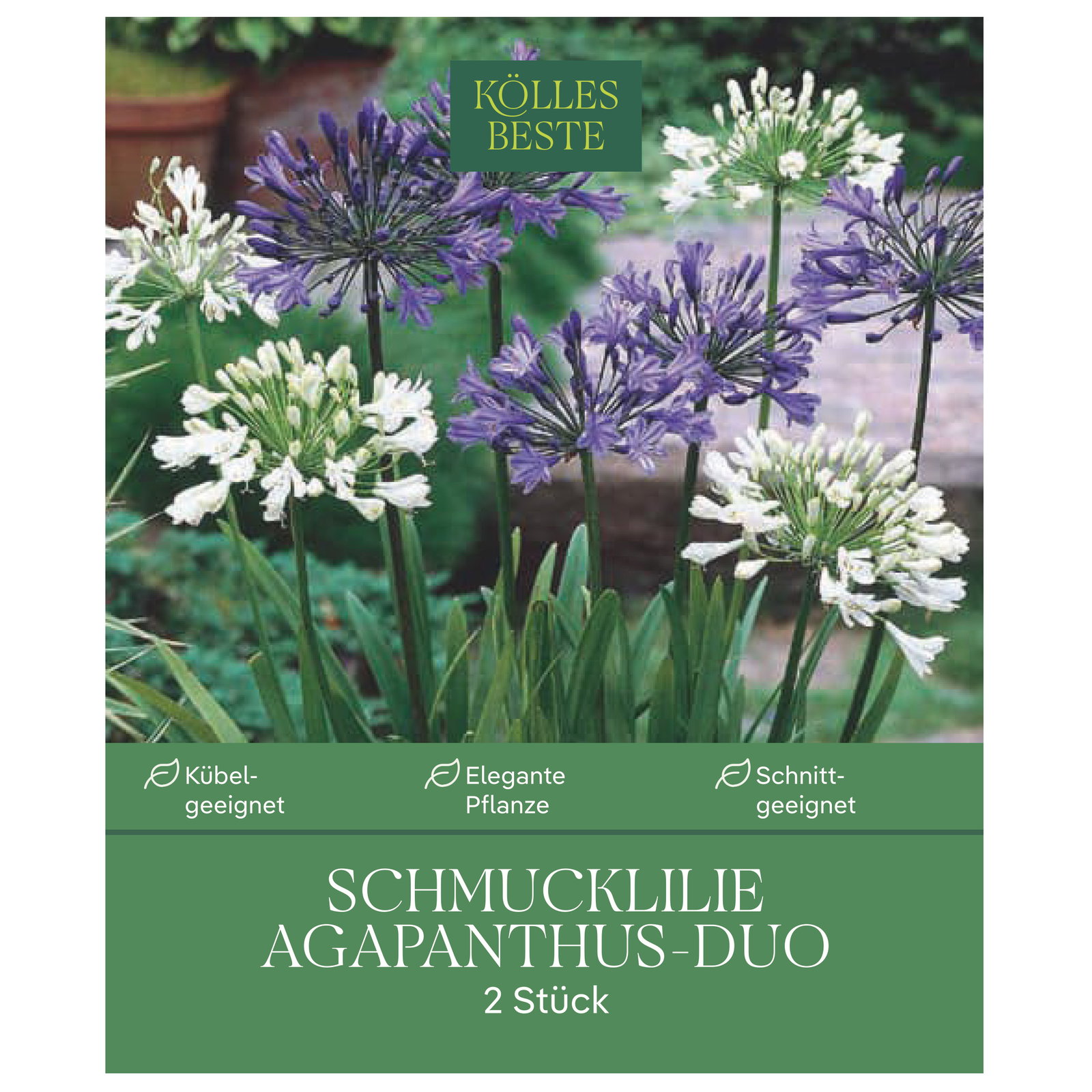 Kölles Beste Agapanthus Mischung, blau & weiß, 2 Blumenzwiebeln