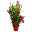 Oleander rot, Busch, Topf-Ø 18 cm, Höhe ca. 50 cm