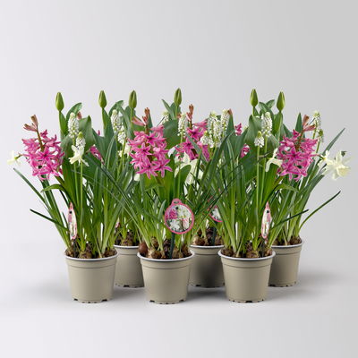 Zwiebelmix rosa-weiß, vorgetrieben, Topf-Ø 12 cm, 6 Pflanzen Zwiebelmix rosa-weiß, vorgetrieben, Topf-Ø 12 cm, 6 Pflanzen