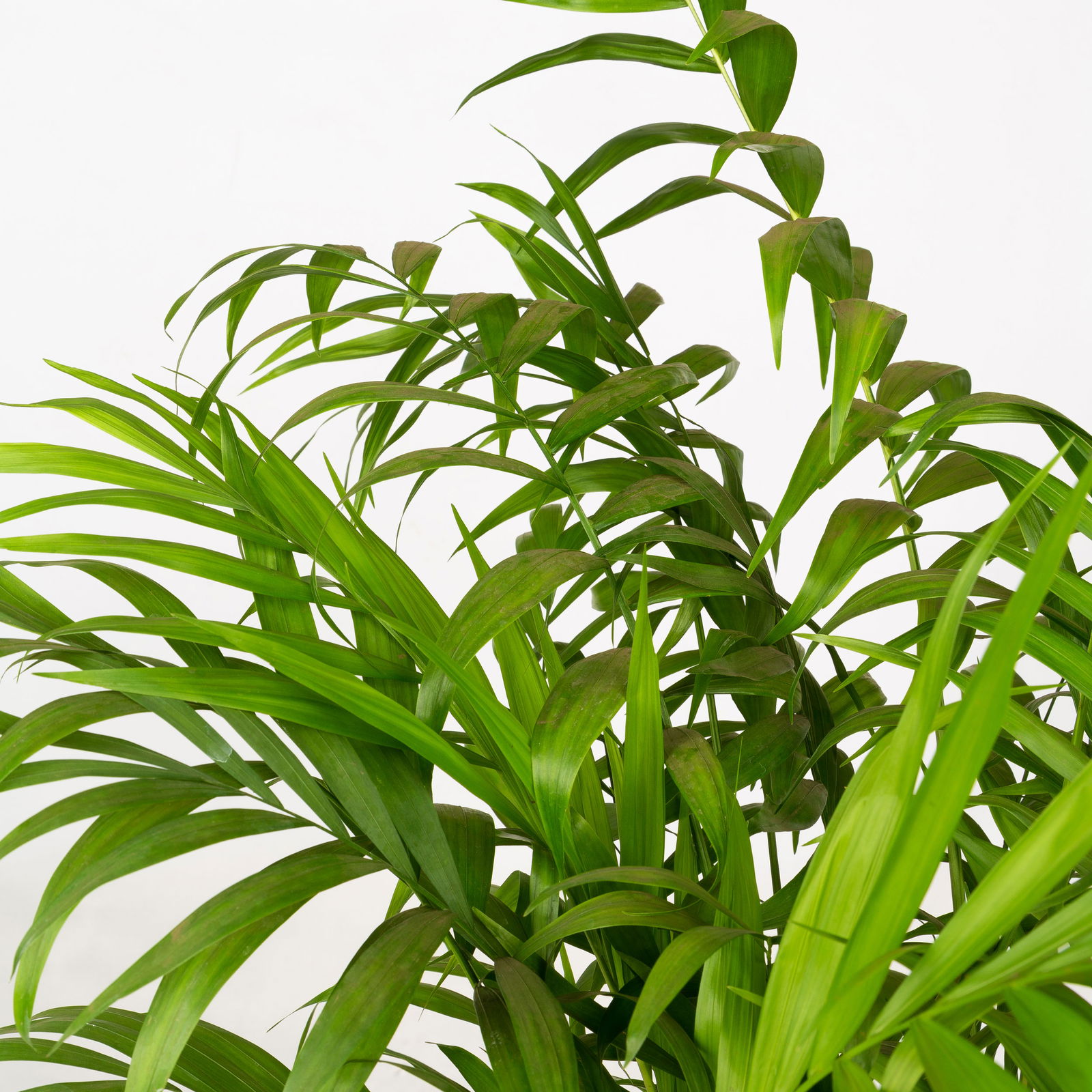 Grünpflanzen-Set Tierfreunde-Duo, Topf-Ø 17 cm, 2 Pflanzen