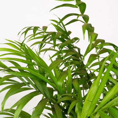 Grünpflanzen-Set Tierfreunde-Duo, Topf-Ø 17 cm, 2 Pflanzen