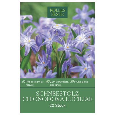 Schneestolz (Chionodoxa Luciliae) blau, 20 Blumenzwiebeln