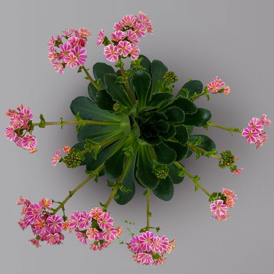 Lewisia cotyledon, Farben zufällig, Topf-Ø 12 cm, 6er-Set