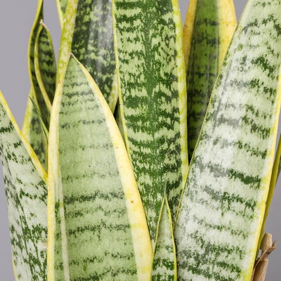 Bogenhanf, Topf-Ø 12 cm, Höhe ca. 35-45cm, 3er-Set Bogenhanf, Topf-Ø 12 cm, Höhe ca. 35-45cm, 3er-Set