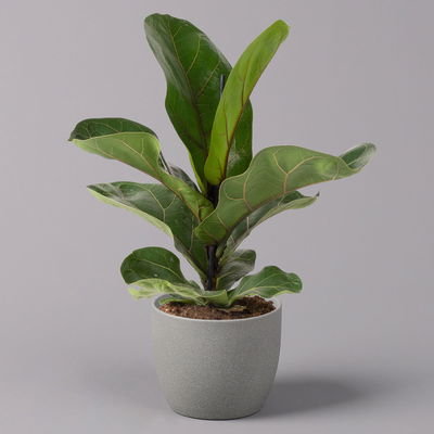 Geigenfeige 'Bambino', 3er-Set, Höhe 30-40cm, Topf 12cm Ø