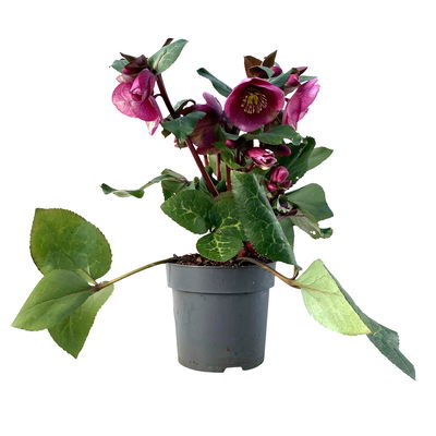 Helleborus 'Charmer', dunkelrosa, Topf-Ø 15 cm Helleborus 'Charmer', dunkelrosa, Topf-Ø 15 cm