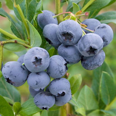 Heidelbeeren 'Reka'® + 'Goldtraube', 4er-Set, Topf je 2 Liter Heidelbeeren 'Reka'® + 'Goldtraube', 4er-Set, Topf je 2 Liter