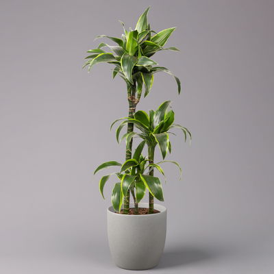 Duftender Drachenbaum 'Dorado', Topf-Ø 21 cm, Höhe ca. 100 cm