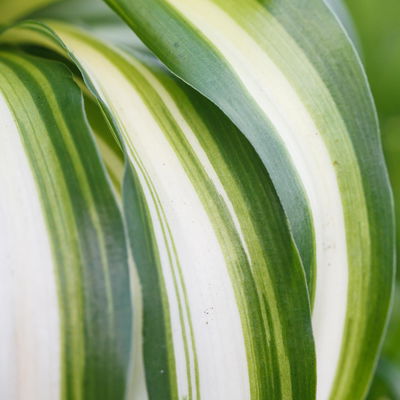 Chlorophytum com. Bonnie T12 H28 (*) Chlorophytum com. Bonnie T12 H28 (*)
