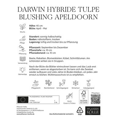 Darwin Hybride Tulpen 'Blushing Apeldoorn', rot, gelb, 7 Blumenzwiebeln