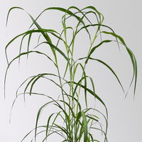 Bio Chinaschilf 'Rosi' rosa, Topf 5 Liter