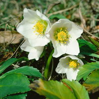 Christrose 'Christmas Carol' weiß, Topf-Ø 9 cm, 4er-Set