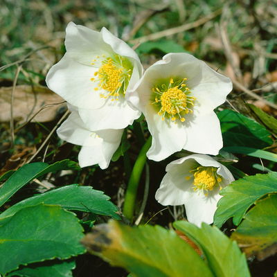 Christrose 'Christmas Carol' weiß, Topf-Ø 9 cm, 4er-Set