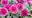 Chrysanthemen als Schnittblumen pink